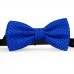 Papion albastru cobalt, buline mici