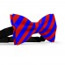 Papion butterfly, albastru-primar, dungi late rosu-mac