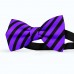 Papion barbati, violet-indigo, dungi negre late oblice