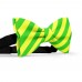 Papion barbati, galben-lamaie, dungi oblice verde-mar