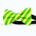 Papion barbati, galben-lamaie, dungi oblice verde-mar