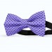Papion mov-lavanda, buline mici