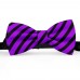 Papion barbati, violet, dungi negre late oblice