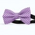 Papion mov-glycine, buline mici