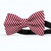 Papion butterfly, rosu bordo, imprimeu dungi albe inguste