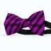 Papion barbati, roz-magenta inchis, dungi negre late oblice