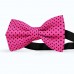 Papion fucsia, buline mici
