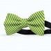 Papion butterfly, verde avocado, imprimeu dungi albe inguste