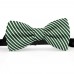 Papion butterfly, verde englez, imprimeu dungi albe inguste