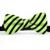 Papion barbati, verde-fistic, dungi negre late oblice