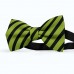 Papion barbati, verde-olive, dungi negre late oblice