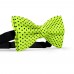 Papion verde-chartreuse, buline mici