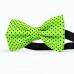 Papion verde-lime, buline mici