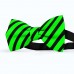 Papion barbati, verde-primaire, dungi negre late oblice