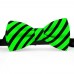 Papion barbati, verde-primaire, dungi negre late oblice